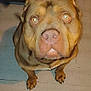 Freddo is registered to the contest to win money with this photo: dog, brown, close_up, pet, animal, indoor, floor, canine, looking_up, flash, curious, ears, paws, face, nostrils, whiskers, fur, alert, companion, domestic