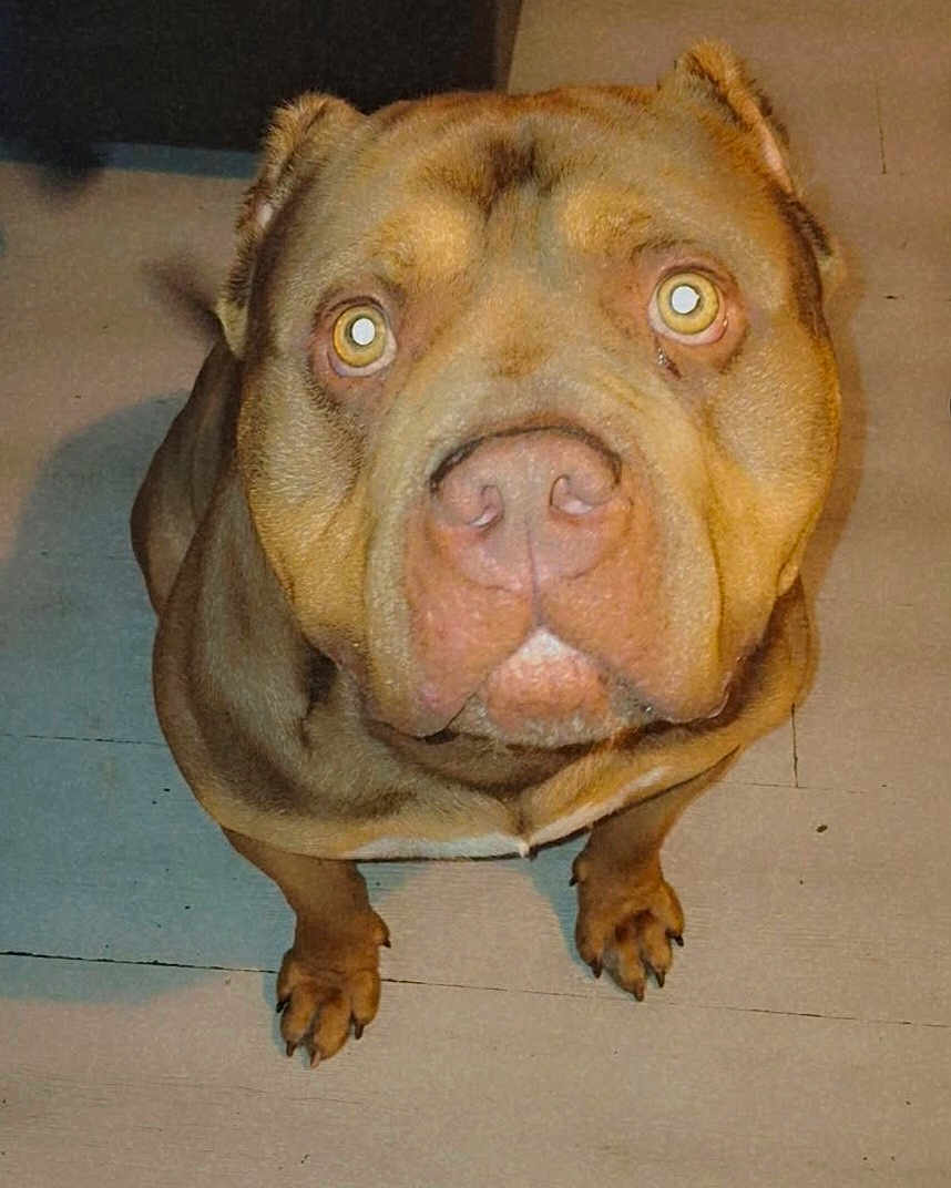 Freddo is registered to the contest to win money with this photo: dog, brown, close_up, pet, animal, indoor, floor, canine, looking_up, flash, curious, ears, paws, face, nostrils, whiskers, fur, alert, companion, domestic