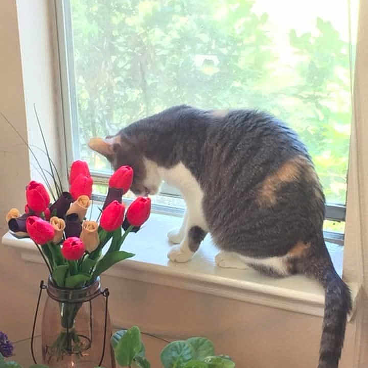 Harley joined the competition — help win amazing prizes! animal, cat, daisy, flower, flowerarrangement, flowerbouquet, herbal, herbs, ikebana, jar, kitten, pet, petal, plant, pottedplant, pottery, rose, vase, window, windowsill