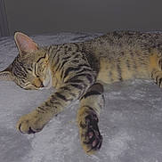 Malakai joined the competition — help win amazing prizes! adorable, animal, bed, blanket, cat, cozy, cute, feline, fur, heart_emoji, indoor, paw, pet, relaxation, resting, sleeping, soft_texture, striped, tabby, whiskers