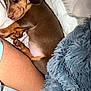 Maple is registered to the contest to win money with this photo: puppy, dog, sleeping, brown, cozy, blanket, leg, fur, cute, indoors, nap, resting, soft, fluffy, comfort, pet, animal, closeup, relaxation, snuggle