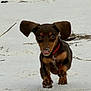 Maple joined the competition — help win amazing prizes! dog, puppy, dachshund, snow, running, outdoor, playful, animal, ears, tongue, nose, collar, brown, black, winter, nature, pet, cute, active, furry