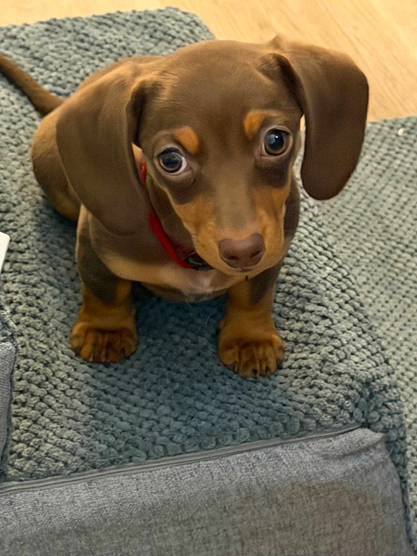 Maple is registered to the contest to win money with this photo: puppy, dog, brown, cute, pet, indoor, floor, rug, small, young, ears, animal, mammal, looking_up, floppy_ears, domestic, adorable, sitting, expression, collar