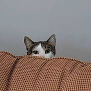 Panko is registered to the contest to win money with this photo: alert, animal, brown, cat, closeup, couch, curious, domestic, ears, eyes, fur, furniture, gray_wall, indoor, peeking, pet, quiet, soft_light, texture, whiskers
