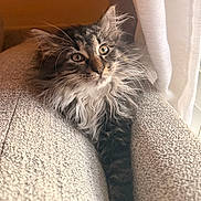 Mikaela is registered to the contest to win money with this photo: cat, closeup, couch, cozy, curtain, cushion, domestic_animal, feline, fluffy, fur, indoor, pet, relaxed, resting, seated, soft_light, tabby, texture, whiskers, wide_eyes