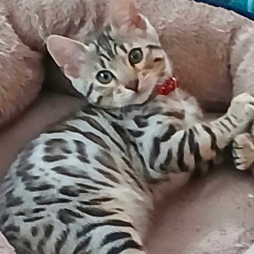 Onyx is registered to the contest to win money with this photo: abyssinian, animal, blanket, cat, couch, cushion, egyptiancat, furniture, homedecor, indoors, kitten, manx, ocelot, person, pet, quilt, sleeping, tiger