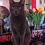 Auggie is registered to the contest to win money with this photo: bracelet, calm, cat, colorful, decor, digital_clock, domestic_animal, flower_vase, furniture, gray_cat, indoor, living_room, pet, photograph, plant, portrait, still_life, table, tulips, wooden_sculpture