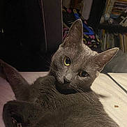 Auggie is registered to the contest to win money with this photo: animal, background, bed, bookshelf, cat, closeup, cozy, curious_eyes, domestic, ears, feline, furniture, gray_cat, household, indoor, pet, relaxed, resting, soft_light, whiskers