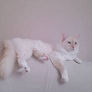Olaf participe au concours pour gagner de l'argent avec cette photo : cat, white_cat, fluffy, lounging, couch, beige, leopard_print, blanket, indoor, pet, relaxed, feline, side_view, animal, home, fur, paw, tail, resting, curious