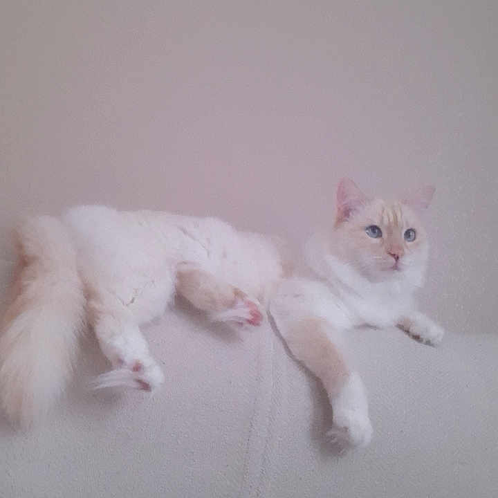 Olaf