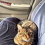 Stripes joined the competition — help win amazing prizes! animal, beige, brown, car_interior, cat, close_up, companion, cute, domestic_cat, fabric, feline, green_eyes, indoor, pet, relaxed, resting, seat, tabby_cat, vehicle, whiskers
