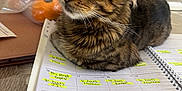 Stripes joined the competition — help win amazing prizes! brown_fur, cat, closeup, curious, desk, domestic_cat, ears, feline, handwriting, highlighted_text, indoor, orange, paper, pen, planner, plastic_bag, sitting, tabby, table, whiskers