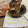 brown_fur, cat, closeup, curious, desk, domestic_cat, ears, feline, handwriting, highlighted_text, indoor, orange, paper, pen, planner, plastic_bag, sitting, tabby, table, whiskers