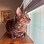 Stripes joined the competition — help win amazing prizes! animal, background, blinds, cat, curious, cute, domestic, feline, framed_painting, fur, indoor, mammal, pet, portrait, side_view, sunlight, tabby_cat, whiskers, window, wooden_surface