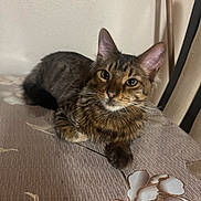 Stripes is registered to the contest to win money with this photo: animal, cat, closeup, curious, cute, domestic_animal, ears, face, feline, fur, home, indoor, looking, patterned_surface, paw, pet, resting, tabby_cat, whiskers, young_cat