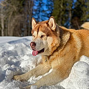 Snow a rejoint le concours — aidez-le/la à gagner de superbes lots ! dog, husky, snow, tongue_out, outdoor, winter, forest, sunlight, blue_sky, animal, pet, fur, nature, playful, canine, cold, daylight, lying_down, mammal, bright