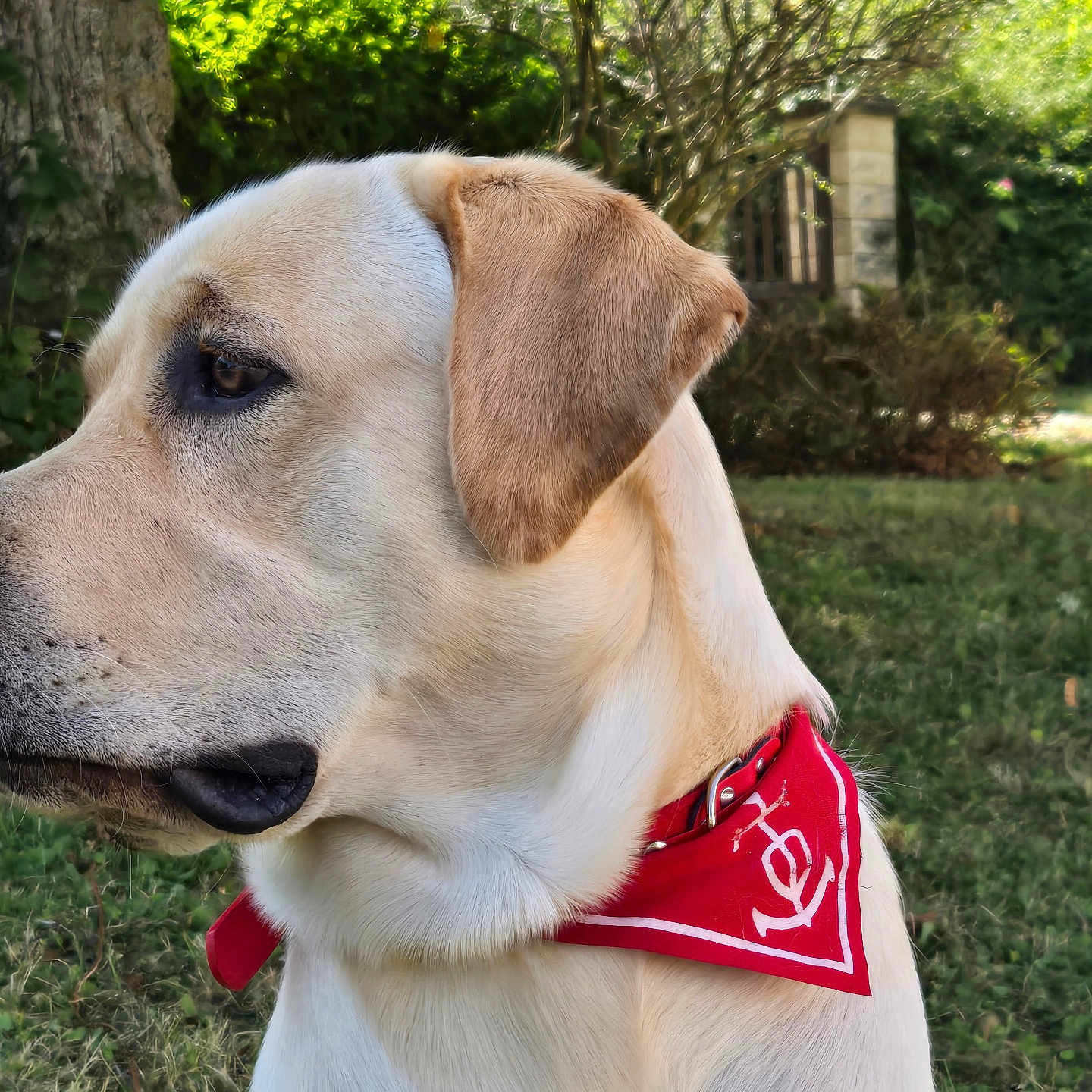 Uno participe au concours pour gagner de l'argent avec cette photo : accessories, animal, bandana, canine, collar, dog, goldenretriever, grass, headband, hound, husky, labradorretriever, leash, pet, plant, pointer, puppy, strap, tree, whitedog