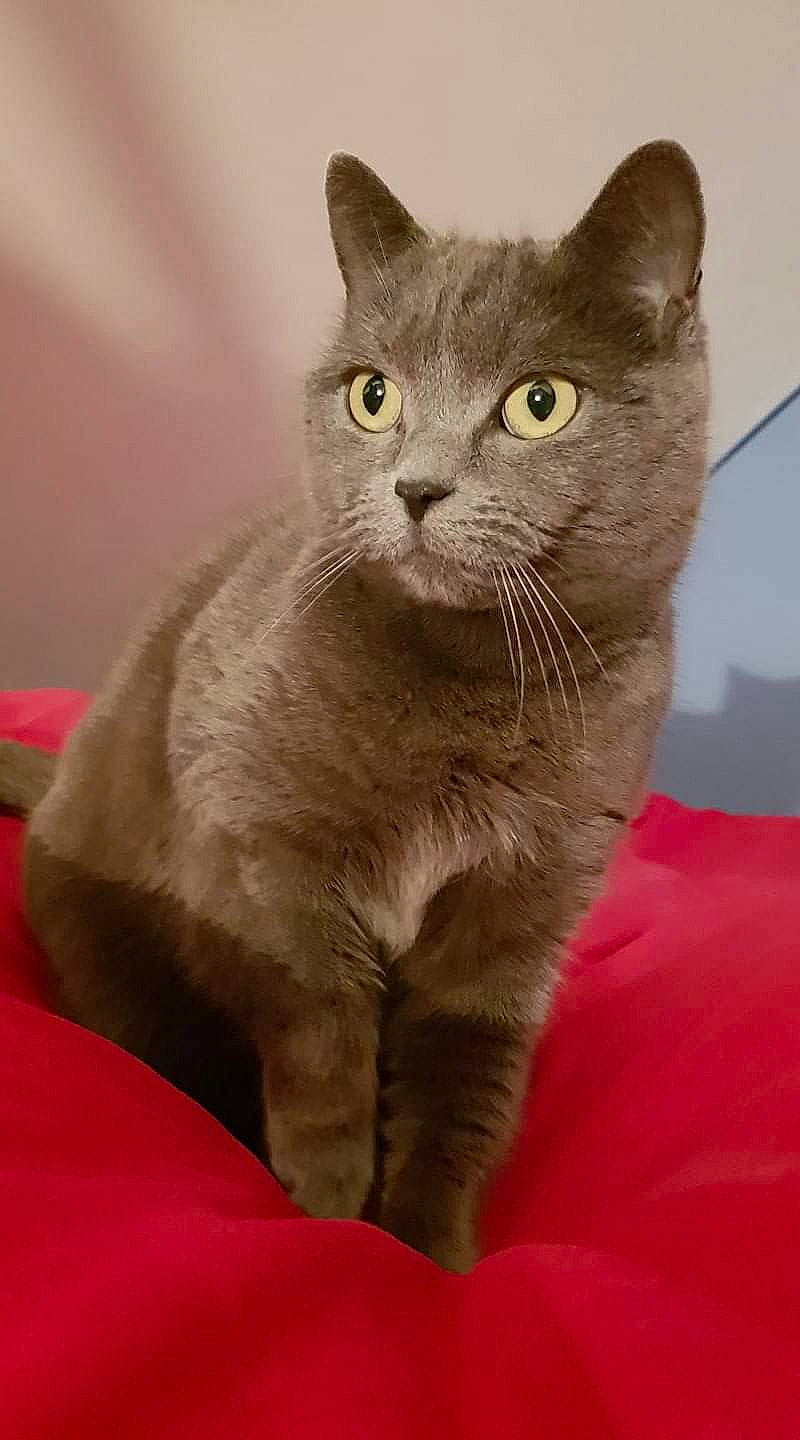 Moon participe au concours pour gagner de l'argent avec cette photo : asian, australian_mist, british_semi_longhair, british_shorthair, burmese, carnivore, cat, chartreux, domestic_short_haired_cat, european_shorthair, felidae, korat, mammal, nebelung, russian_blue, scottish_fold, small_to_medium_sized_cats, snout, vertebrate, whiskers