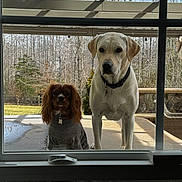 Marley And Remey joined the competition — help win amazing prizes! dog, labrador_retriever, cavalier_king_charles_spaniel, small_dog, large_dog, window, glass, porch, patio, backyard, sweater, collar, dog_tag, curious, stare, pets, outdoor, trees, companionship, paws