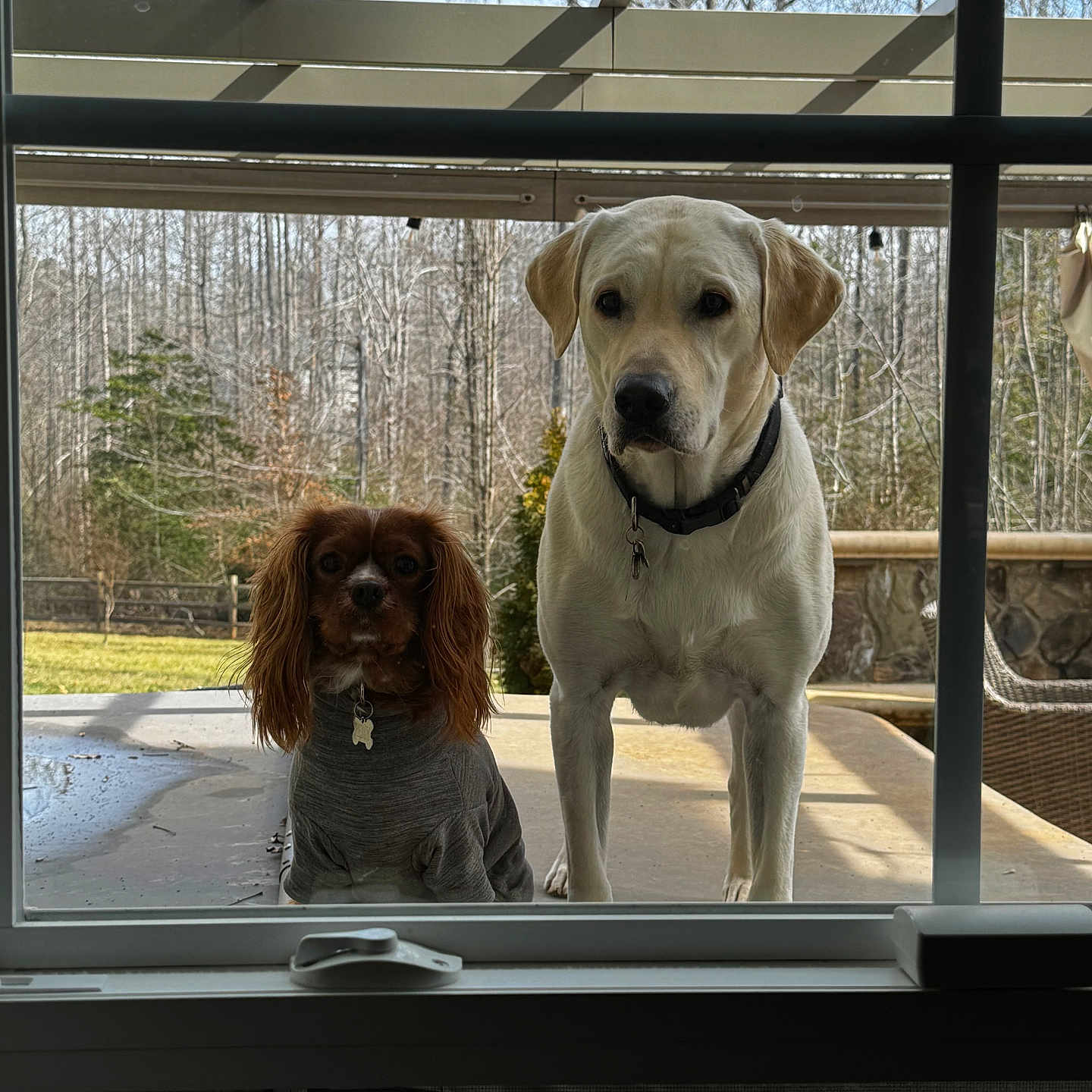 Marley And Remey joined the competition — help win amazing prizes! backyard, cavalier_king_charles_spaniel, collar, companionship, curious, dog, dog_tag, glass, labrador_retriever, large_dog, outdoor, patio, paws, pets, porch, small_dog, stare, sweater, trees, window