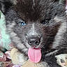 Saphirs participe au concours pour gagner de l'argent avec cette photo : puppy, dog, tongue, blue_eyes, cute, fluffy, close_up, nose, fur, pet, animal, indoor, blanket, cozy, pink_tongue, snout, young_dog, paw, portrait, domestic_animal