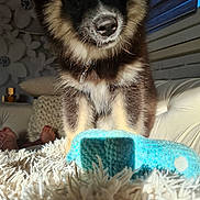 Saphirs participe au concours pour gagner de l'argent avec cette photo : puppy, dog, blue_eyes, fur, indoor, rug, toy, couch, knitted_pillow, sunlight, cozy, pet, animal, close_up, curious, brown_fur, black_fur, white_rug, home, cute