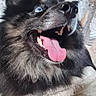 dog, blue_eyes, tongue_out, happy, fluffy, pet, animal, indoors, blanket, cozy, smiling, fur, portrait, close_up, home, resting, cute, wall_decor, decor, relaxed
