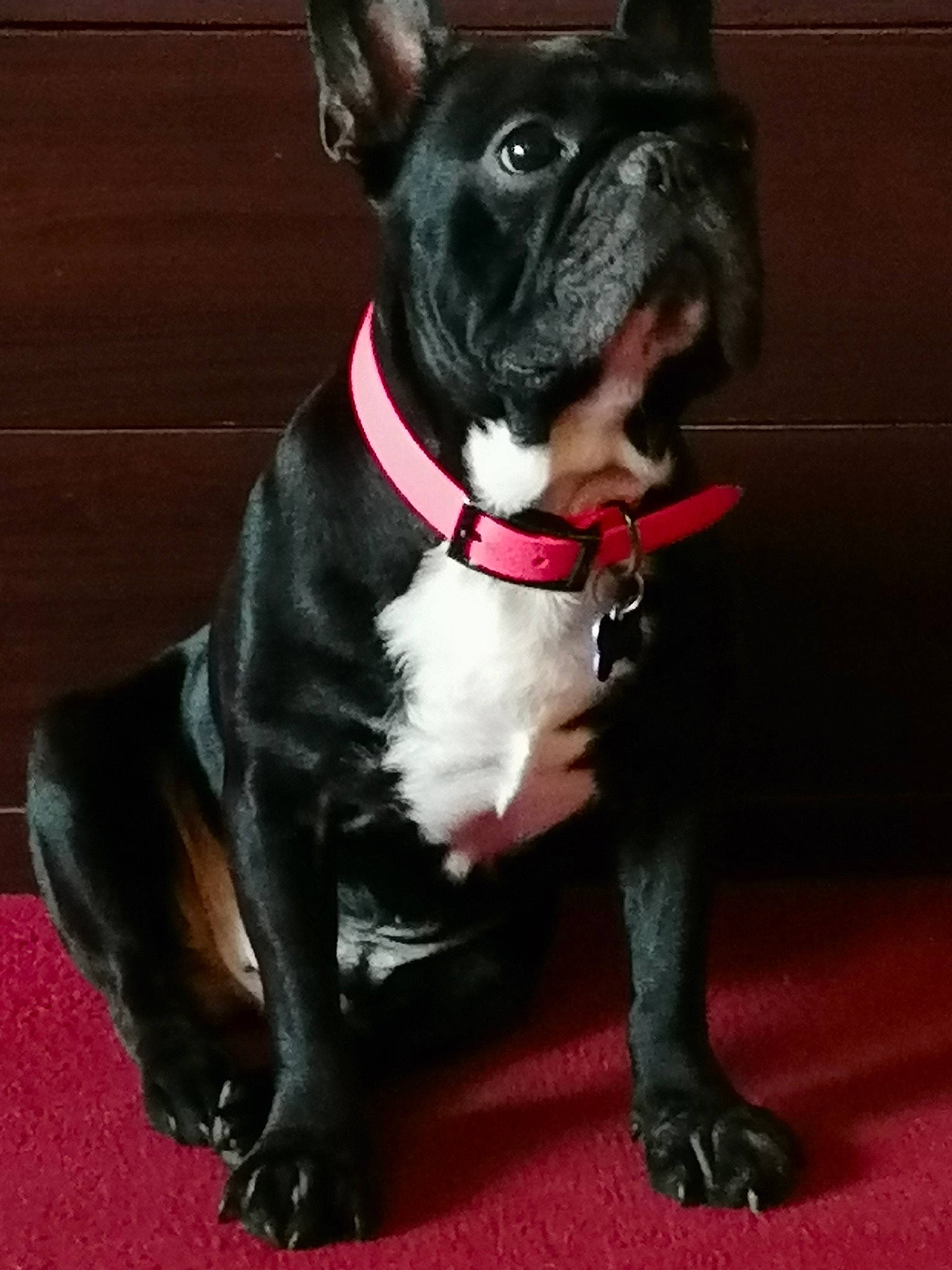 Diamant participe au concours pour gagner de l'argent avec cette photo : american_pit_bull_terrier, american_staffordshire_terrier, boston_terrier, canidae, carnivore, collar, companion_dog, dog, dog_breed, dog_collar, fawn, french_bulldog, leash, mammal, non_sporting_group, rare_breed_dog, snout, sporting_group, staffordshire_bull_terrier, vertebrate