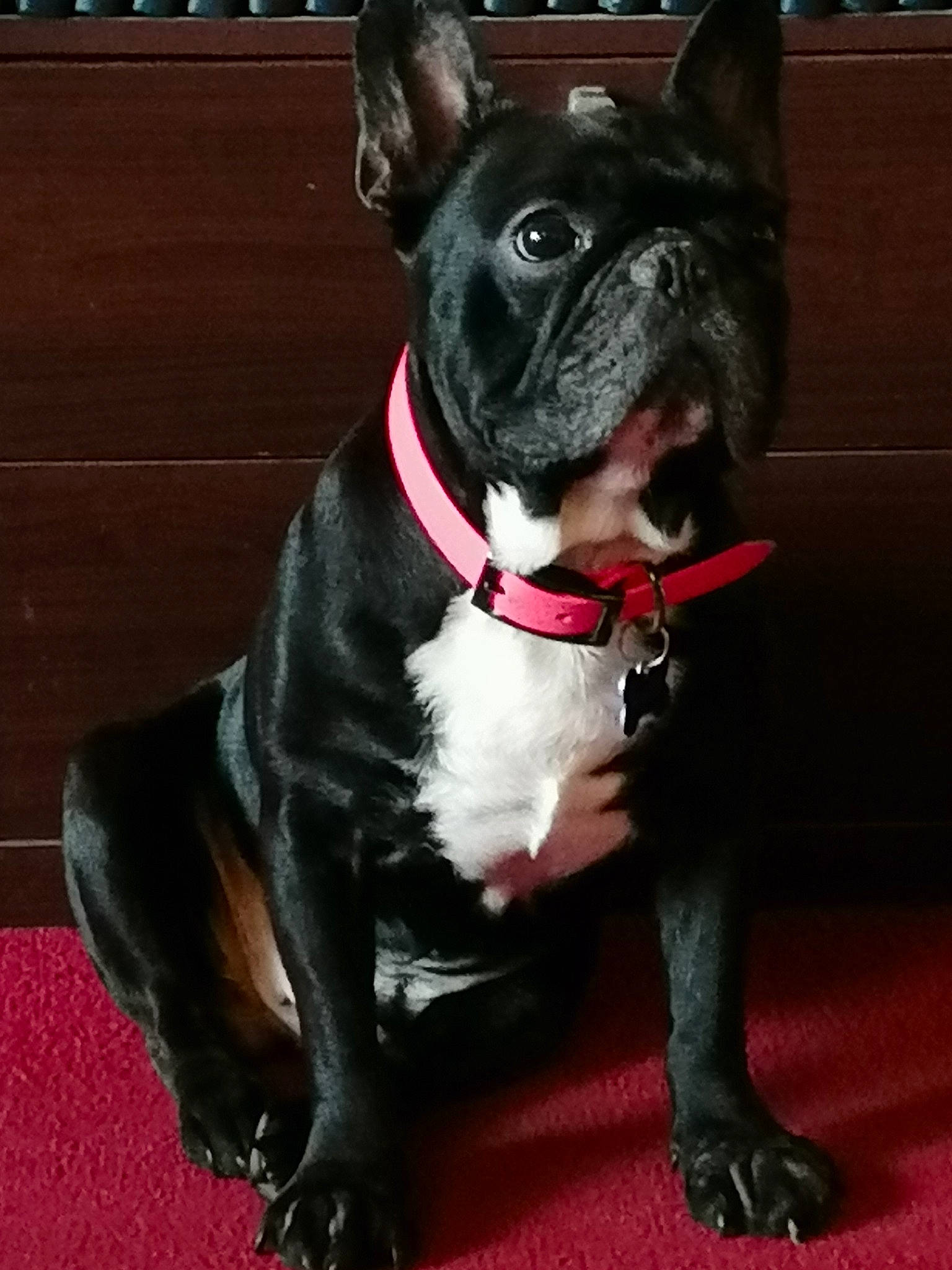 Diamant a rejoint le concours — aidez-le/la à gagner de superbes lots ! american_pit_bull_terrier, american_staffordshire_terrier, boston_terrier, canidae, carnivore, collar, companion_dog, dog, dog_breed, dog_collar, fawn, french_bulldog, leash, mammal, non_sporting_group, puppy, snout, sporting_group, vertebrate