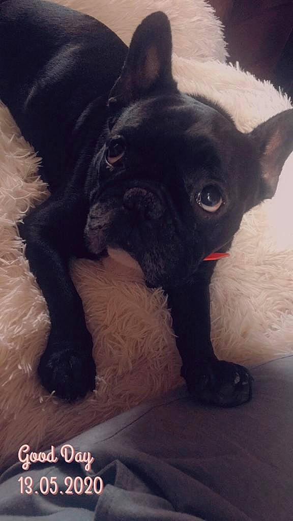 Diamant participe au concours pour gagner de l'argent avec cette photo : boston_terrier, bulldog, canidae, carnivore, companion_dog, dog, dog_breed, ear, fawn, french_bulldog, mammal, non_sporting_group, puppy, skin, snout, vertebrate