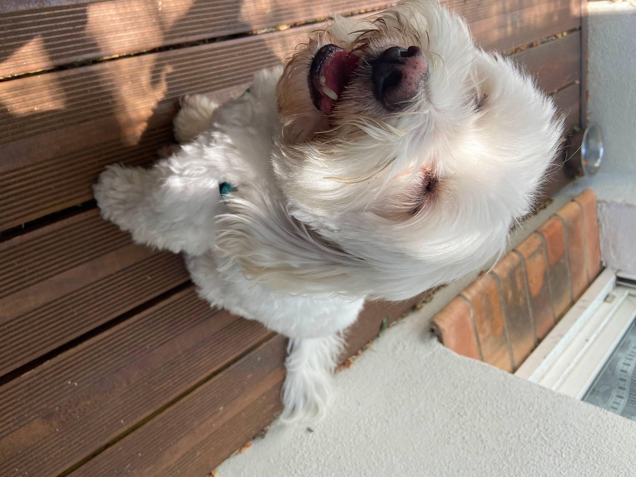 Loulou a rejoint le concours — aidez-le/la à gagner de superbes lots ! carnivore, comfort, companion_dog, dog, dog_breed, dog_supply, fawn, felidae, flooring, fur, hardwood, plank, small_to_medium_sized_cats, snout, toy_dog, varnish, whiskers, wood, wood_stain, working_animal