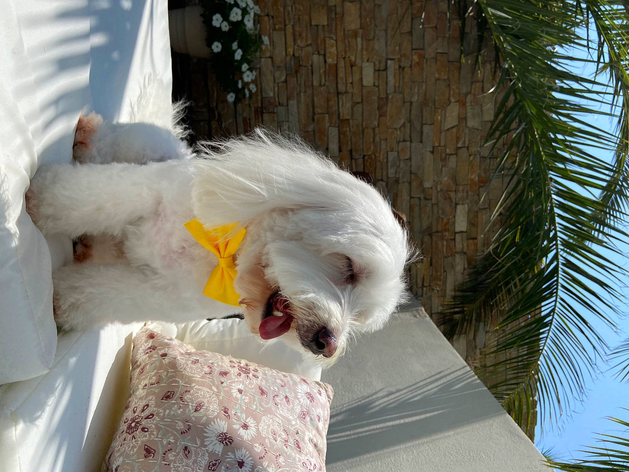 Loulou a rejoint le concours — aidez-le/la à gagner de superbes lots ! arecales, beak, canidae, carnivore, companion_dog, couch, dog_breed, event, feather, fur, palm_tree, seabird, tail, toy, tree, wing