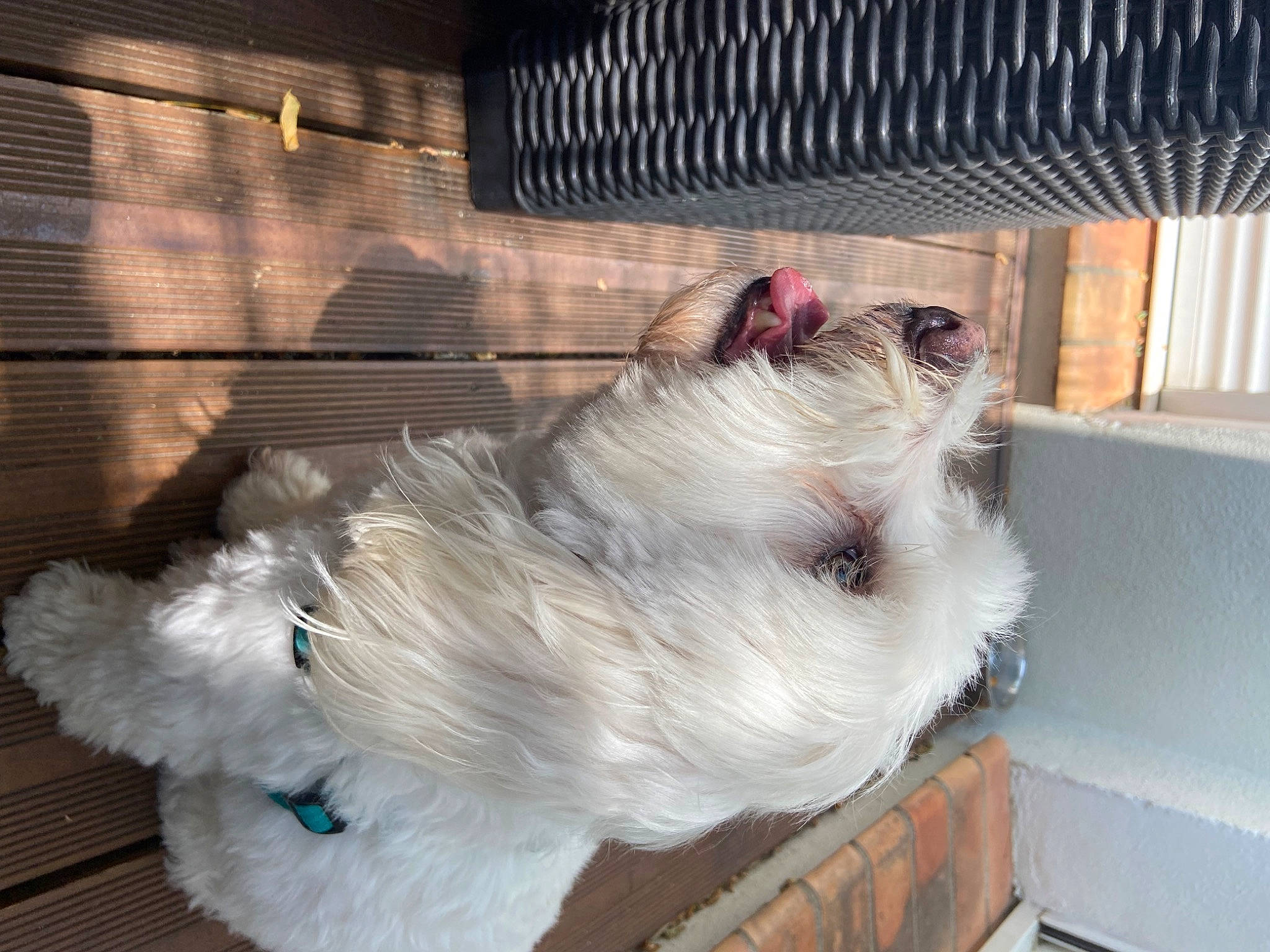 Loulou a rejoint le concours — aidez-le/la à gagner de superbes lots ! canidae, carnivore, collar, companion_dog, dog, dog_breed, fawn, felidae, fur, pet_supply, small_terrier, small_to_medium_sized_cats, snout, sporting_group, tail, terrier, toy, toy_dog, whiskers, working_animal