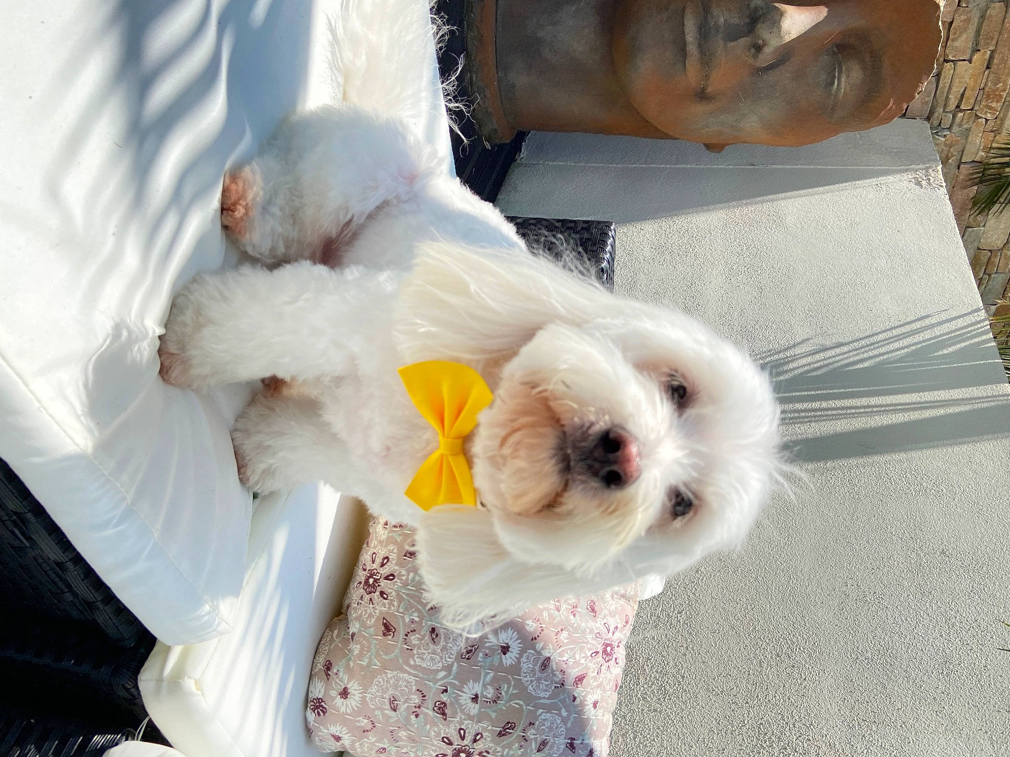 Loulou a rejoint le concours — aidez-le/la à gagner de superbes lots ! bichon, canidae, carnivore, companion_dog, cut_flowers, dog, dog_breed, fur, non_sporting_group, plush, sporting_group, stuffed_toy, teddy_bear, toy, toy_dog