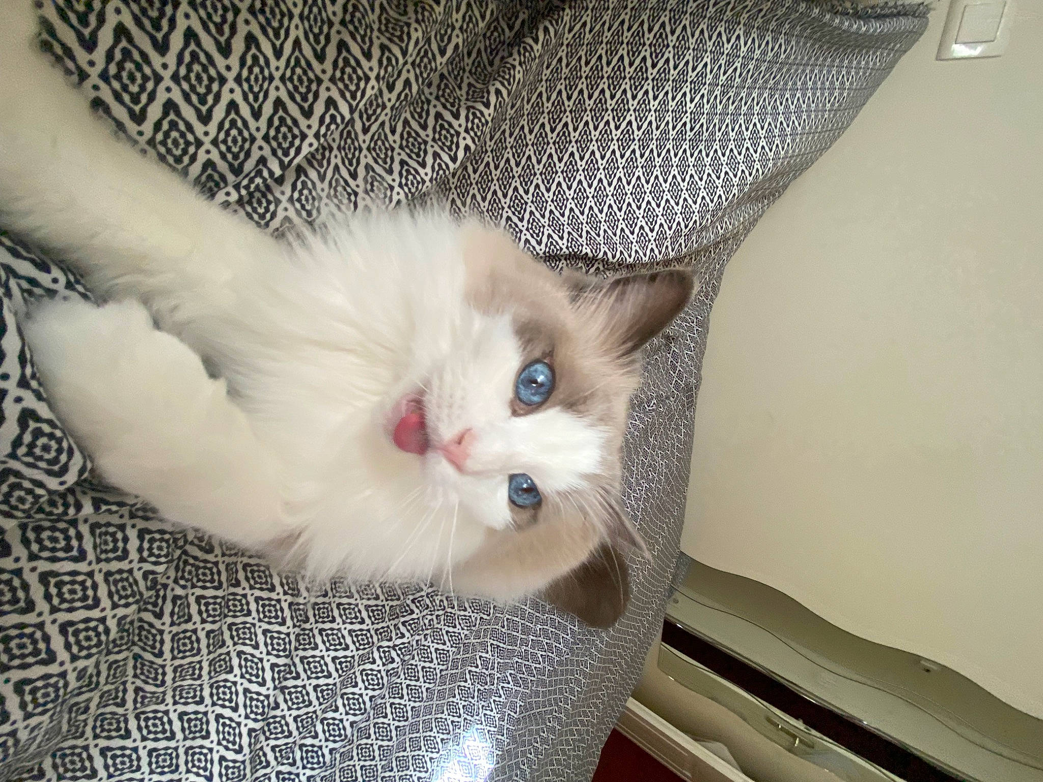 Maestro a rejoint le concours — aidez-le/la à gagner de superbes lots ! carnivore, cat, cat_supply, claw, comfort, domestic_short_haired_cat, eye, fawn, felidae, fur, head, pattern, paw, pet_supply, small_to_medium_sized_cats, snout, tail, whiskers