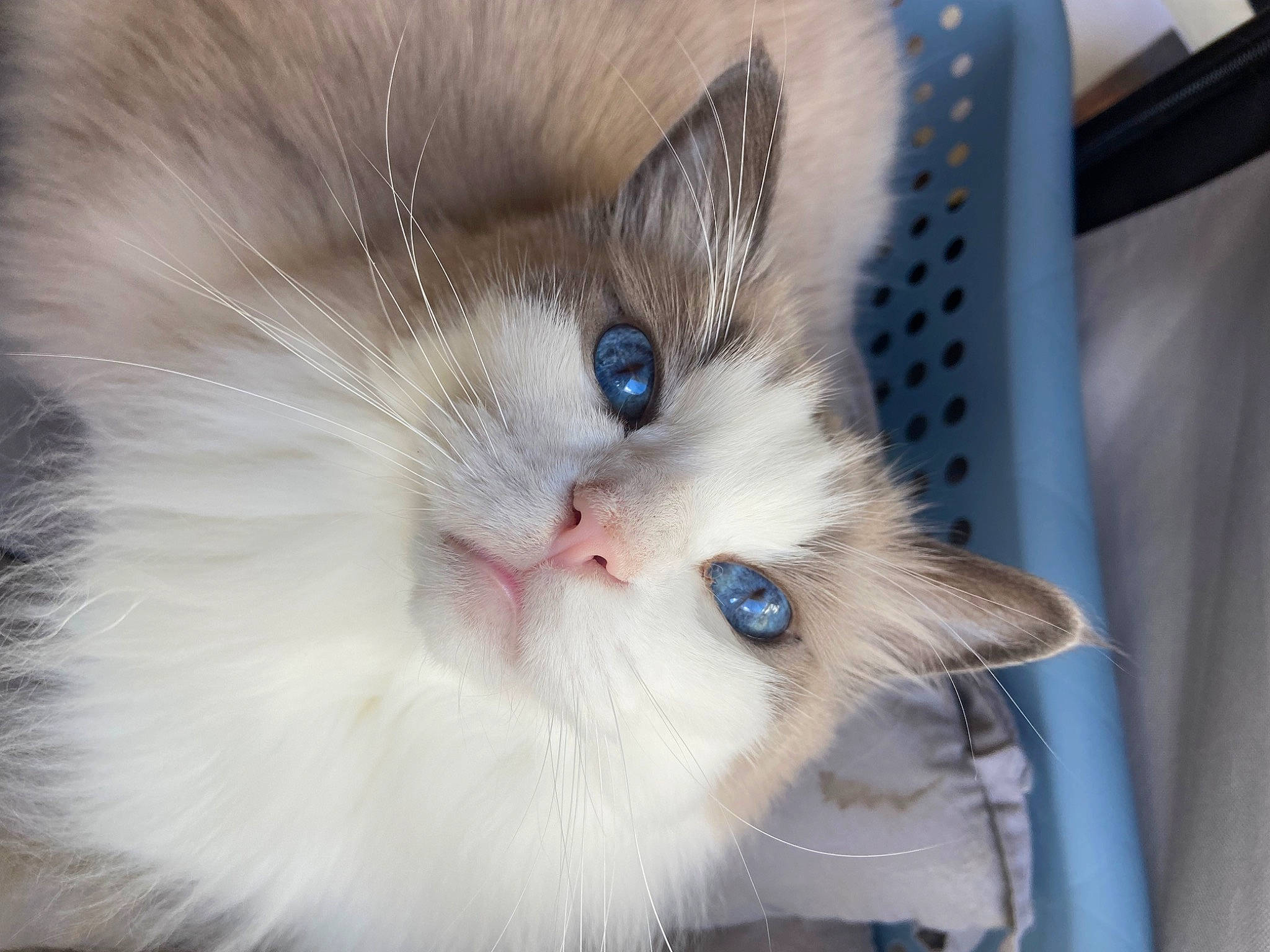 Maestro participe au concours pour gagner de l'argent avec cette photo : carnivore, cat, claw, comfort, domestic_short_haired_cat, eye, felidae, fur, iris, paw, small_to_medium_sized_cats, snout, tail, whiskers, window