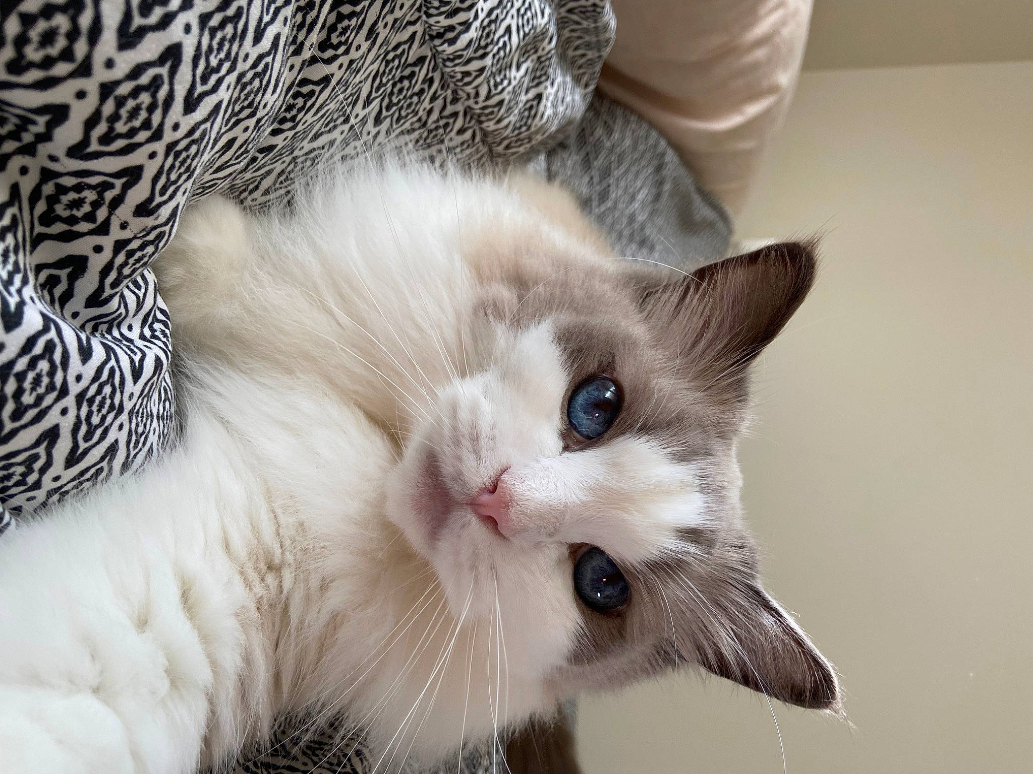 Maestro participe au concours pour gagner de l'argent avec cette photo : carnivore, cat, claw, comfort, domestic_short_haired_cat, eye, fawn, felidae, fur, paw, small_to_medium_sized_cats, snout, tail, whiskers, window