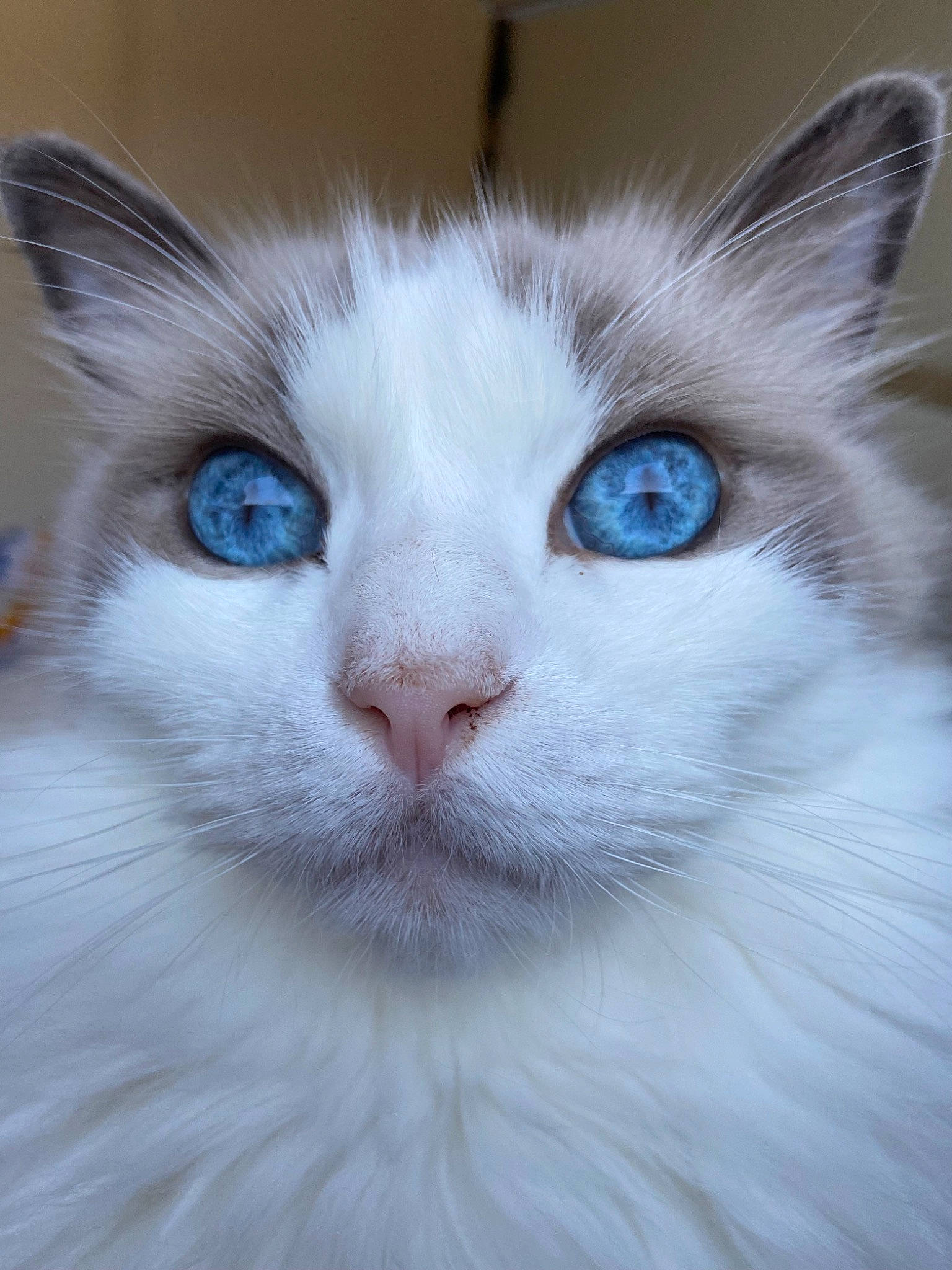 Maestro a rejoint le concours — aidez-le/la à gagner de superbes lots ! carnivore, cat, close_up, comfort, domestic_short_haired_cat, ear, electric_blue, eye, felidae, fur, head, no_expression, small_to_medium_sized_cats, snout, terrestrial_animal, whiskers