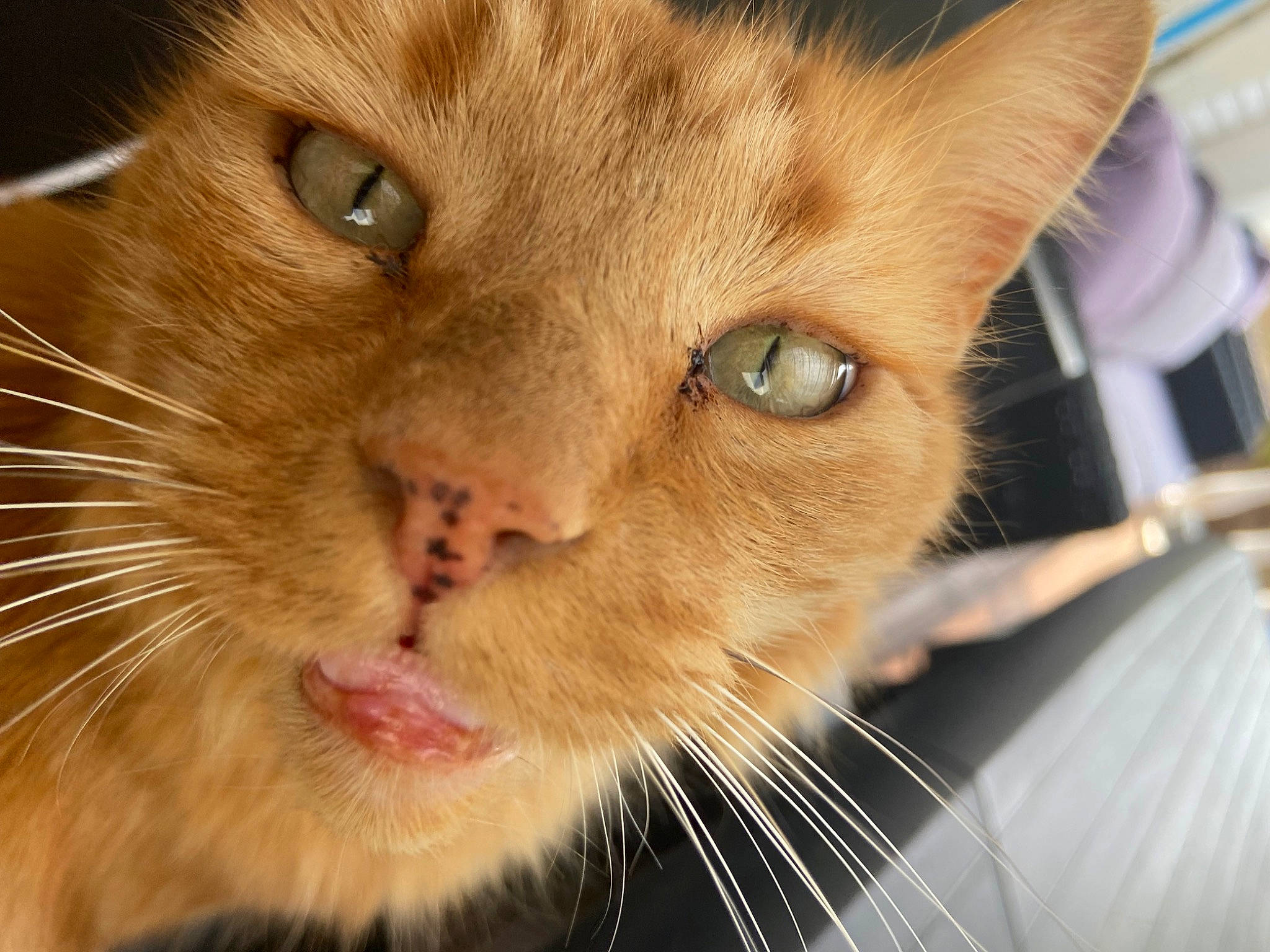 Kina a rejoint le concours — aidez-le/la à gagner de superbes lots ! animal_shelter, carnivore, cat, curious, domestic_short_haired_cat, ear, eye, eyelash, fawn, felidae, fur, head, iris, nose, organism, paw, pet_supply, small_to_medium_sized_cats, snout, whiskers