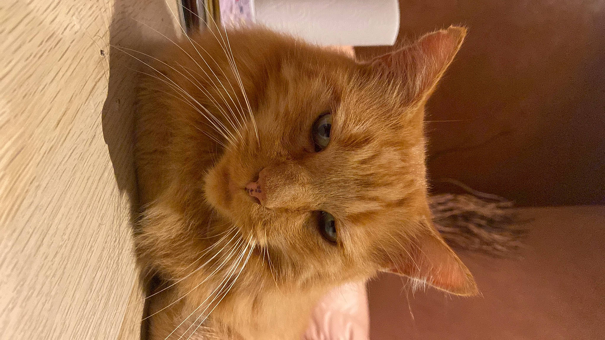 Kina a rejoint le concours — aidez-le/la à gagner de superbes lots ! carnivore, cat, claw, comfort, domestic_short_haired_cat, ear, felidae, flooring, fur, hardwood, paw, small_to_medium_sized_cats, tail, whiskers, window, wood