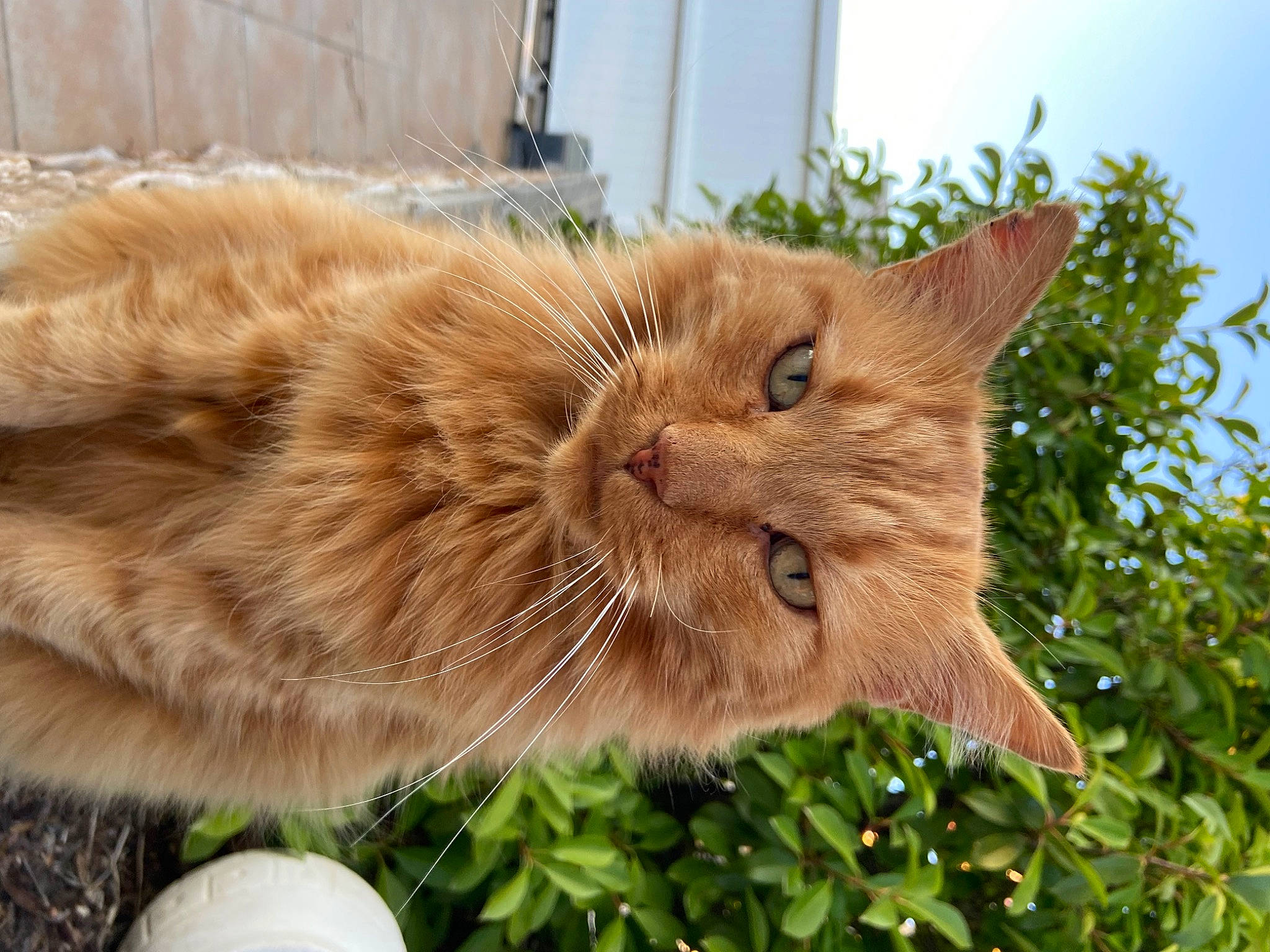 Kina a rejoint le concours — aidez-le/la à gagner de superbes lots ! ball, carnivore, cat, chartreux, claw, domestic_short_haired_cat, fawn, felidae, fur, grass, plant, sky, small_to_medium_sized_cats, snout, tail, terrestrial_animal, tree, whiskers, wildlife, wood