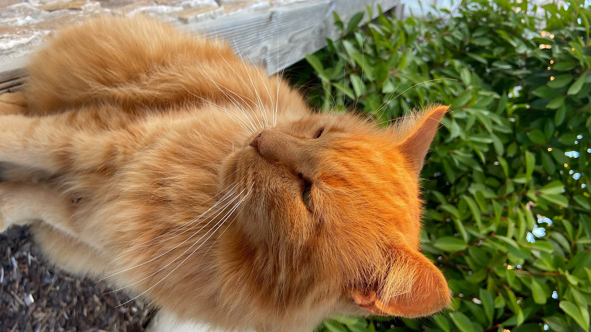 Kina a rejoint le concours — aidez-le/la à gagner de superbes lots ! carnivore, cat, claw, comfort, domestic_short_haired_cat, fawn, felidae, fur, grass, liver, paw, plant, small_to_medium_sized_cats, snout, tail, terrestrial_animal, tree, whiskers, wildlife, wood