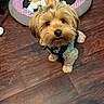 Bear is registered to the contest to win money with this photo: dog, puppy, pet_bed, toy, wooden_floor, fur, cute, small_dog, indoors, looking_up, brown_fur, black_nose, fluffy, animal, domestic_animal, flooring, cozy, companion, adorable, playful