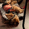 dog, pet, lying_down, fur, orange_jacket, furry_mat, wooden_floor, indoor, cozy, relaxed, small_dog, cute, fluffy, animal, paws_up, resting, domestic, companion, warm_lighting, home