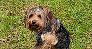 Bear is registered to the contest to win money with this photo: dog, wet_fur, grass, leash, outdoor, pet, animal, scruffy, brown, black, small_dog, greenery, nature, canine, turning, curious, standing, fur, playful, lawn