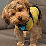 dog, puppy, yellow_shirt, pet, fur, cute, indoor, couch, curious, brown_fur, black_nose, small_dog, fluffy, collar, tag, animal, portrait, friendly, companion, domestic
