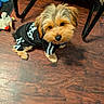 dog, puppy, pet, adidas, clothing, floor, wooden_floor, toy, indoor, cute, small_dog, fur, looking_up, sitting, black_outfit, adorable, animal, domestic_animal, home, playful