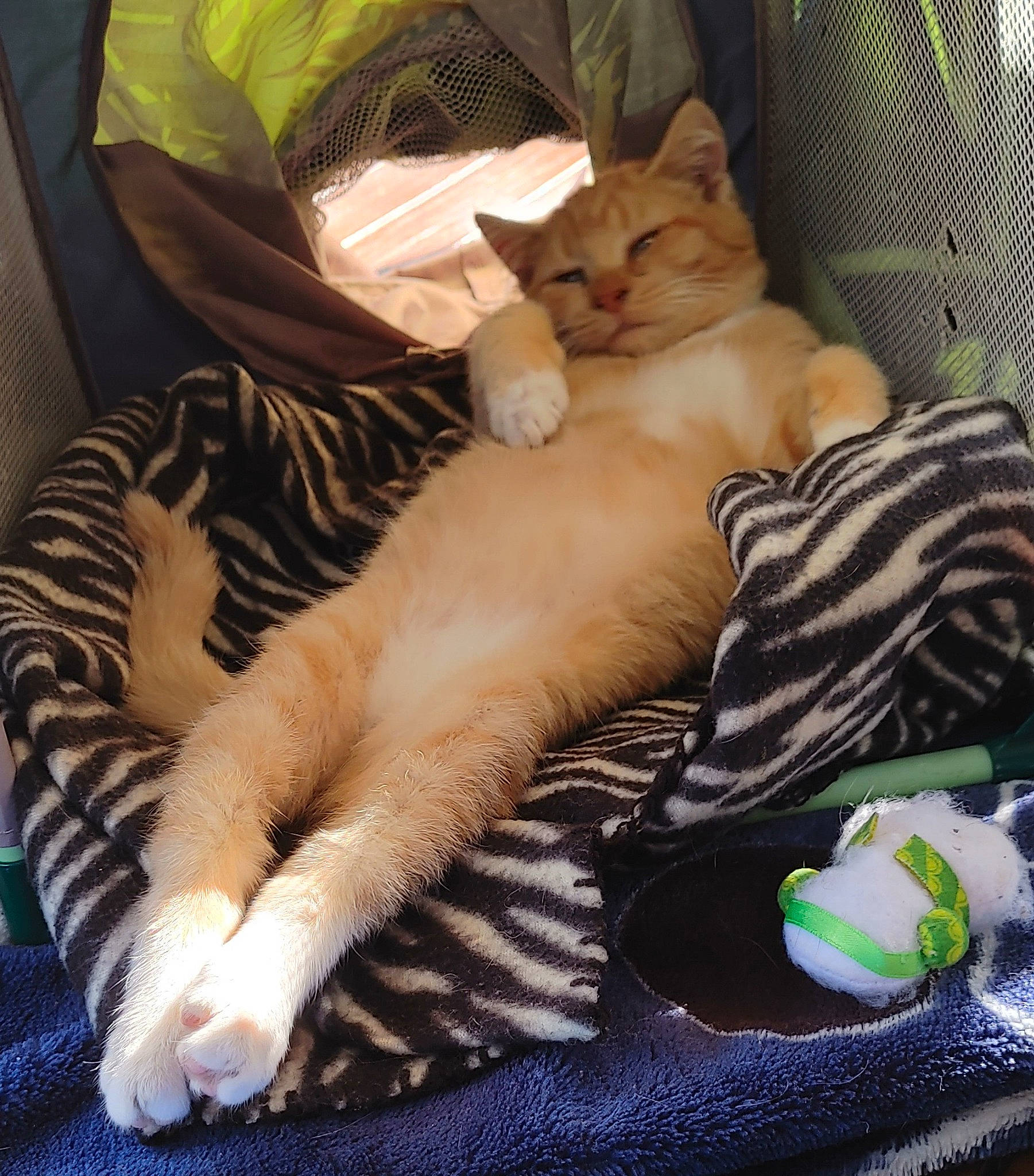 Dewey joined the competition — help win amazing prizes! bed, bengal_tiger, canidae, carnivore, cat, comfort, companion_dog, dog_breed, domestic_short_haired_cat, fawn, felidae, foot, fur, human_leg, linens, paw, small_to_medium_sized_cats, sporting_group, tail, whiskers