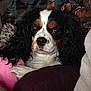 dog, tricolor, cavalier_king_charles_spaniel, curly_ears, couch, cushion, blanket, indoor, pet, closeup, resting, fur, animal, companion, cute, relaxed, brown, black, white, portrait