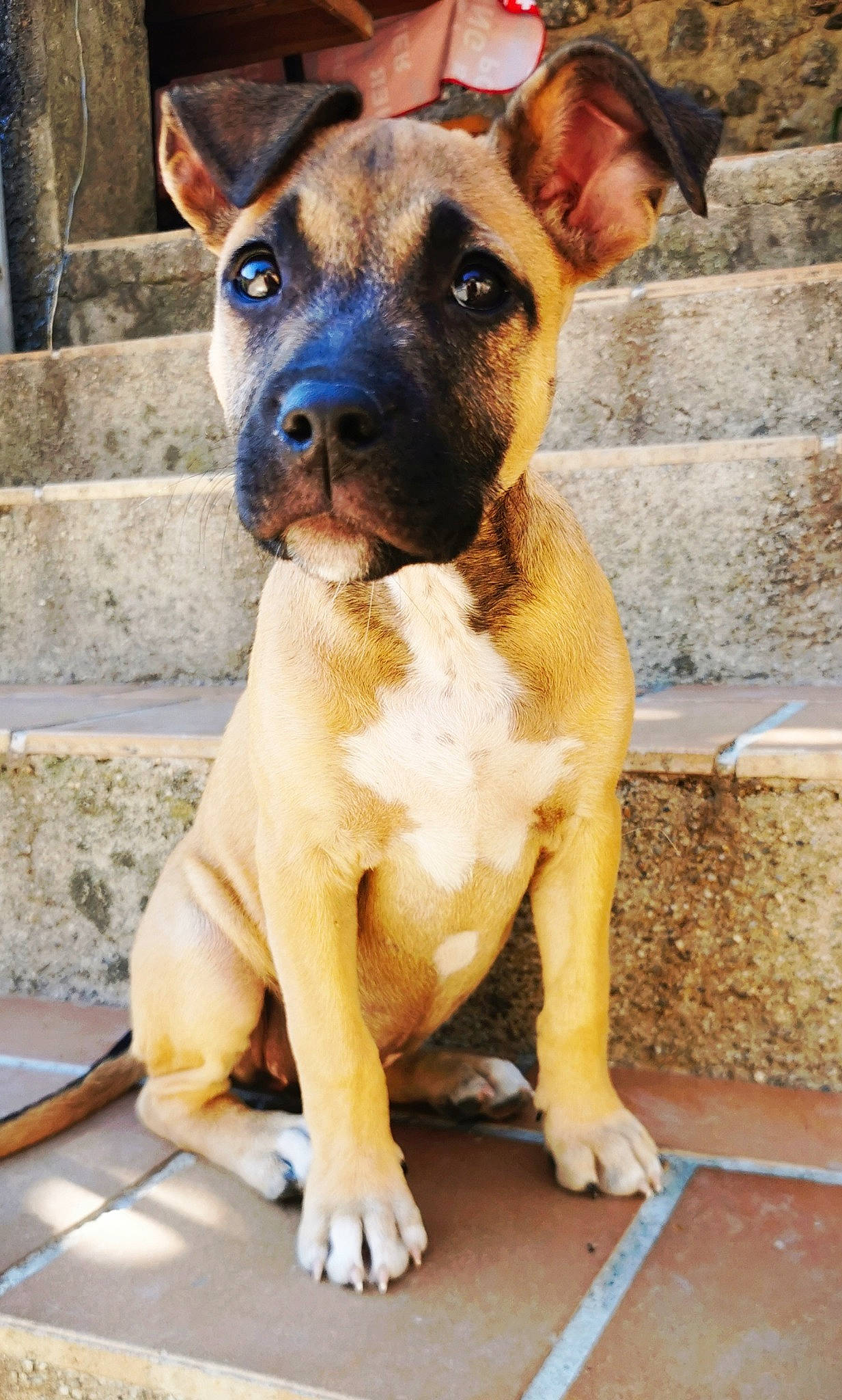 Sanji a rejoint le concours — aidez-le/la à gagner de superbes lots ! ancient_dog_breeds, canidae, carnivore, collar, companion_dog, dog, dog_breed, dog_collar, fawn, non_sporting_group, snout, sporting_group, whiskers, working_animal, working_dog